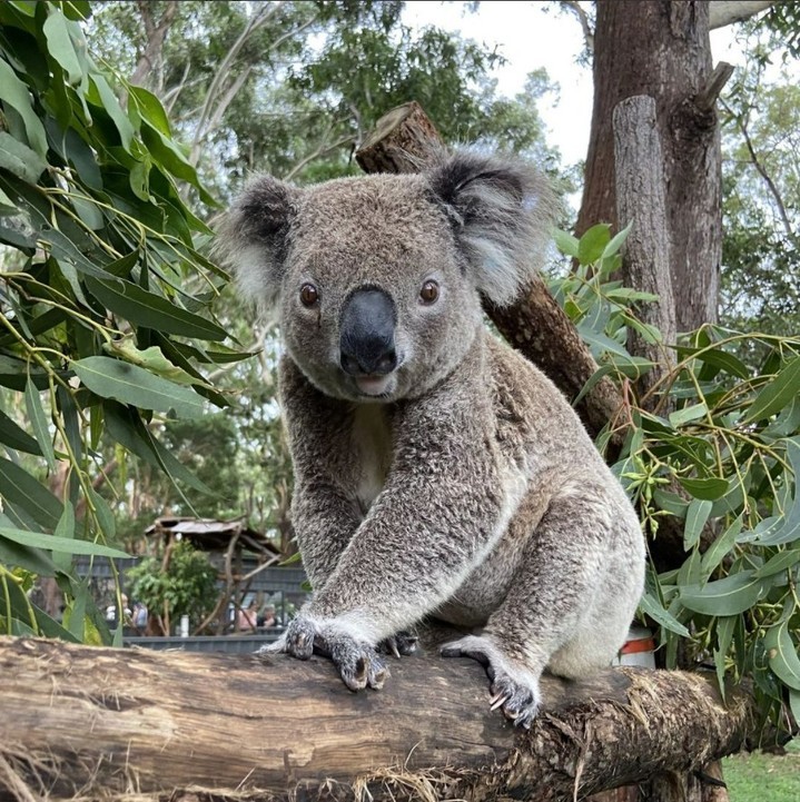 It’s great to see our adopted Koala Ruin Way Baz, learning to climb again! Baz is a bushfire survivor and a fighter!

We...