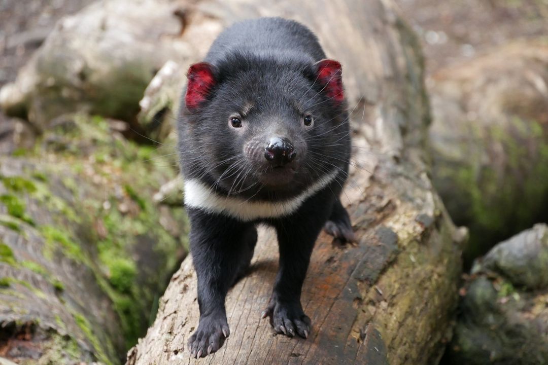 Say hello to our newest 1Medical team member Neptune.
We’ve adopted our first Tasmanian devil and will continue to suppo...