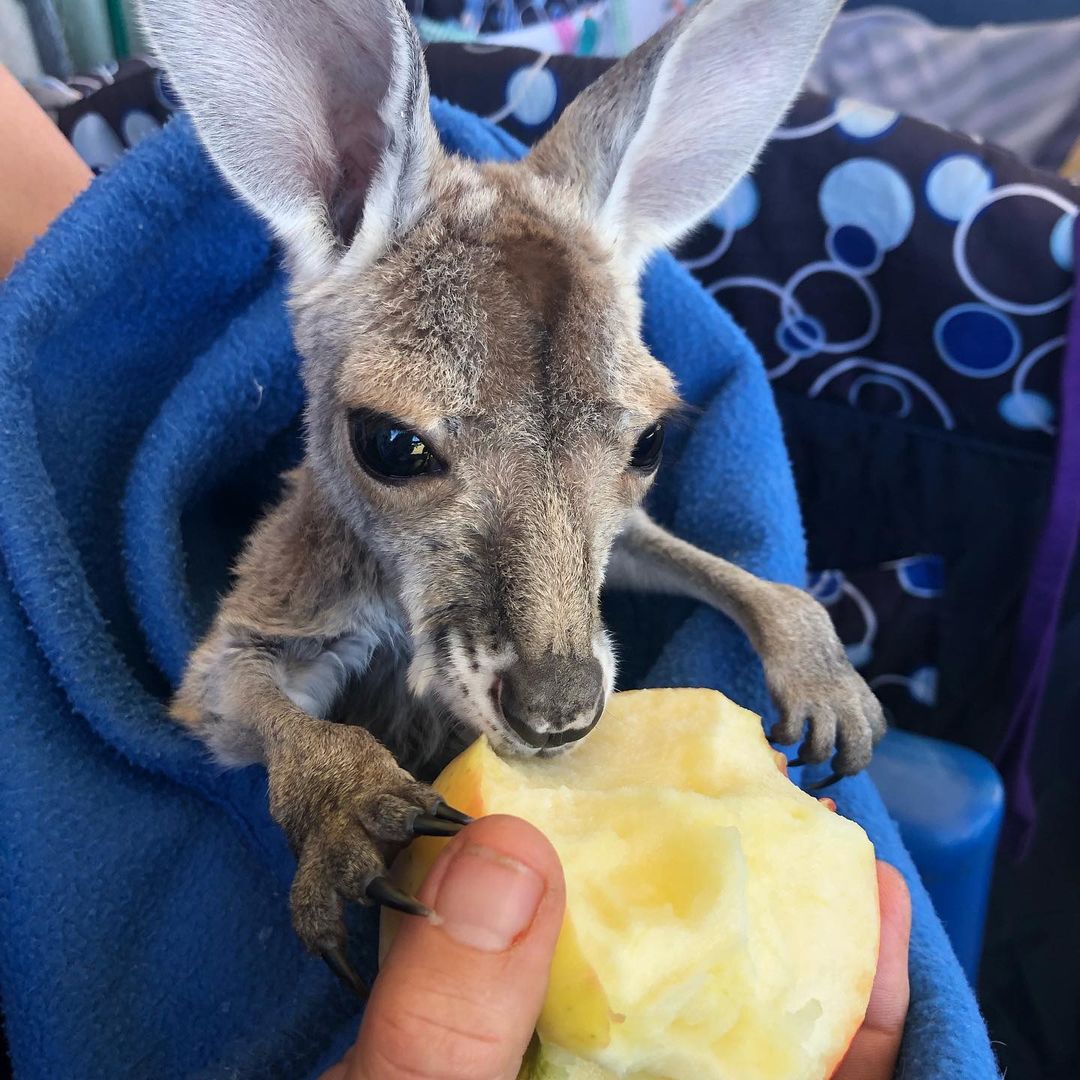 To brighten up your day, here’s a little joey.
We just sponsored our first joey from the Kangaroo Haven Wildlife Rescue ...